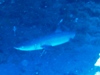 reef shark.jpg